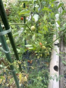 トマトジャム　　作ってみて　パンと一緒に食べて