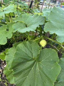 なんでも成長は　同じなんだなー　パンの発酵